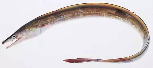 日本鰻魚陷入絕境？捕獲量僅為去年同期的1%！