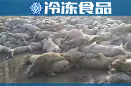 農(nóng)業(yè)農(nóng)村部通報(bào)河北首例非洲豬瘟疫情！“豬”又告急，“肉”更難安！