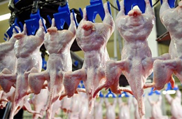 我國(guó)雞肉進(jìn)口量持續(xù)增加，30家俄企獲得對(duì)華出口許可