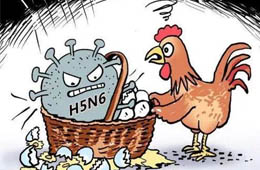 新疆發(fā)生一起H5N6禽流感疫情，已撲殺11910只
