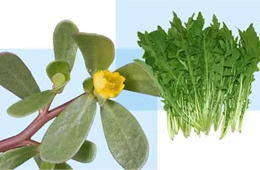 薺菜之后，蒲公英、馬齒莧入餡，野菜概念類(lèi)產(chǎn)品能否野蠻生長(zhǎng)？