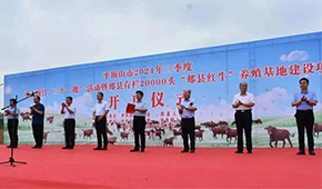 金星啤酒跨界養(yǎng)牛，投資5億做“雪花紅?！?/>
                </div>
                <div   id=
