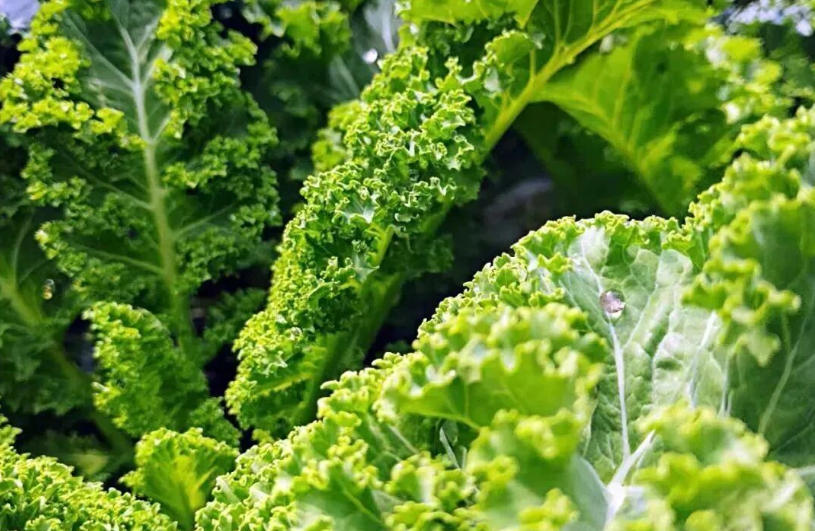 白象、袁記、三全、思念…紛紛盯上羽衣甘藍(lán)，“超級(jí)植物”開(kāi)始席卷速凍食品？